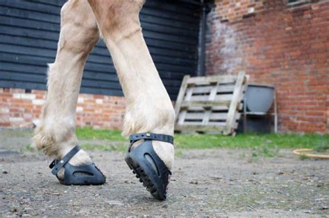 Magical pad barefoot equine